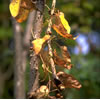 Nature-01