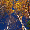 Nature-10