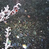 Nature-12