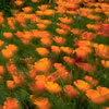 Nature-15