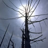 Nature-02