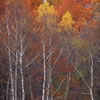 Nature-23